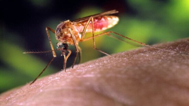 areas-de-virus-zika-encontraram-sintomas-e-tratamento