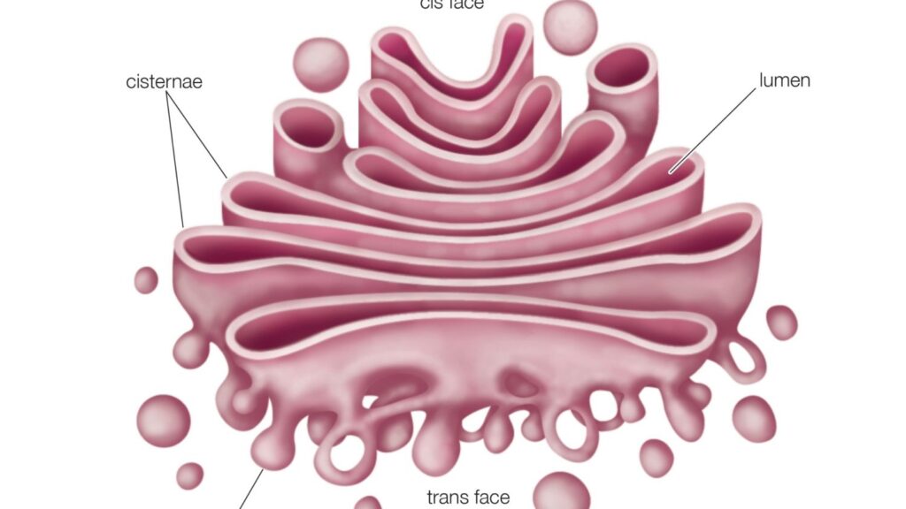 funcao-corpo-de-golgi