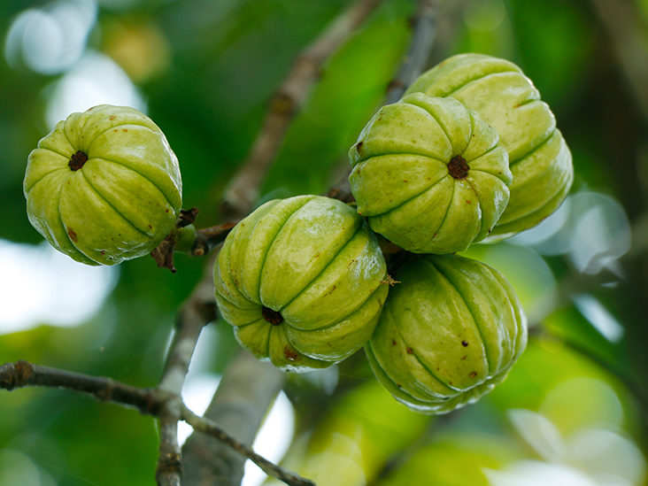 garcinia-cambogia-trabalho