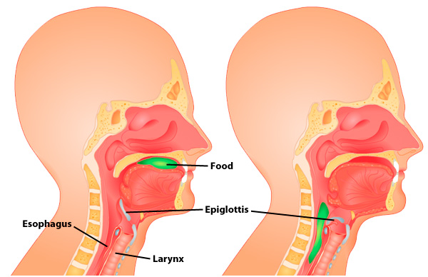 epiglote-funcao-sistema-digestivo
