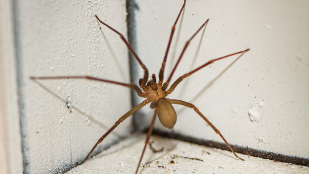 estagios-de-picadas-de-aranha-reclusa-marrom