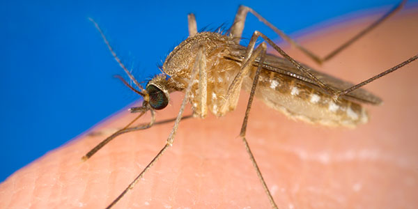 virus-do-nilo-ocidental