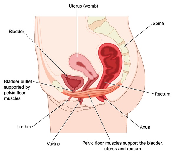 exercicios-para-assoalho-pelvico-fraco