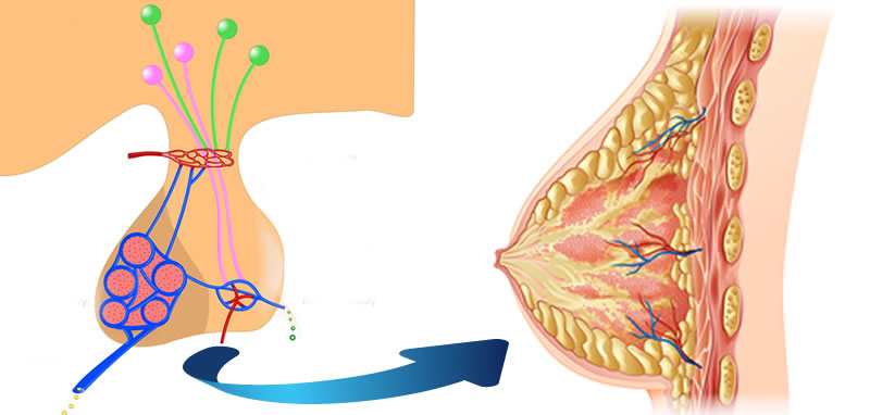 hiperprolactinemia