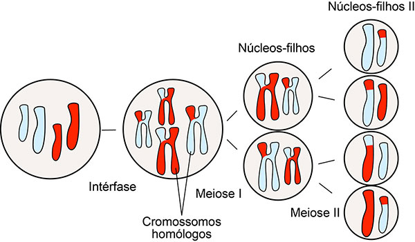 onde-ocorre-a-meiose-em-machos-e-femeas