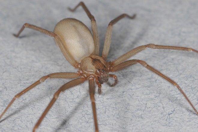 picada-de-aranha-reclusa-marrom