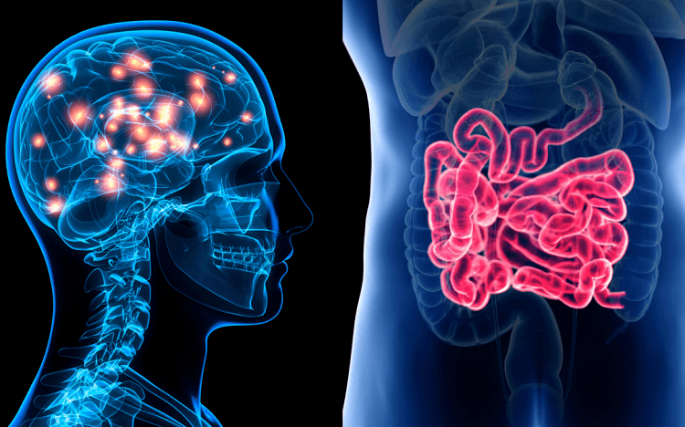 a conexao intestinal do cerebro