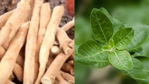 ashwagandha para altura