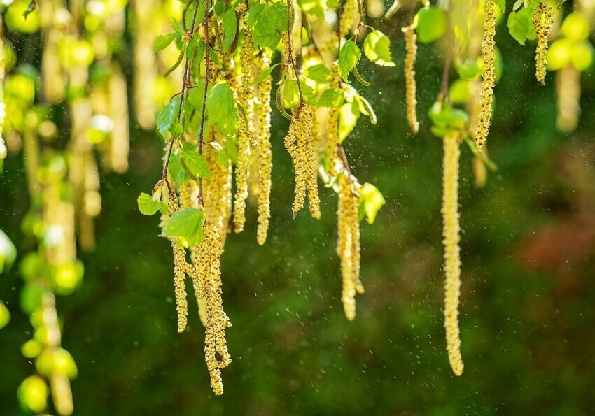 alergia ao polen de betula