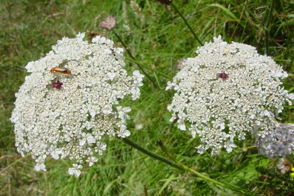 cenoura selvagem daucus carota