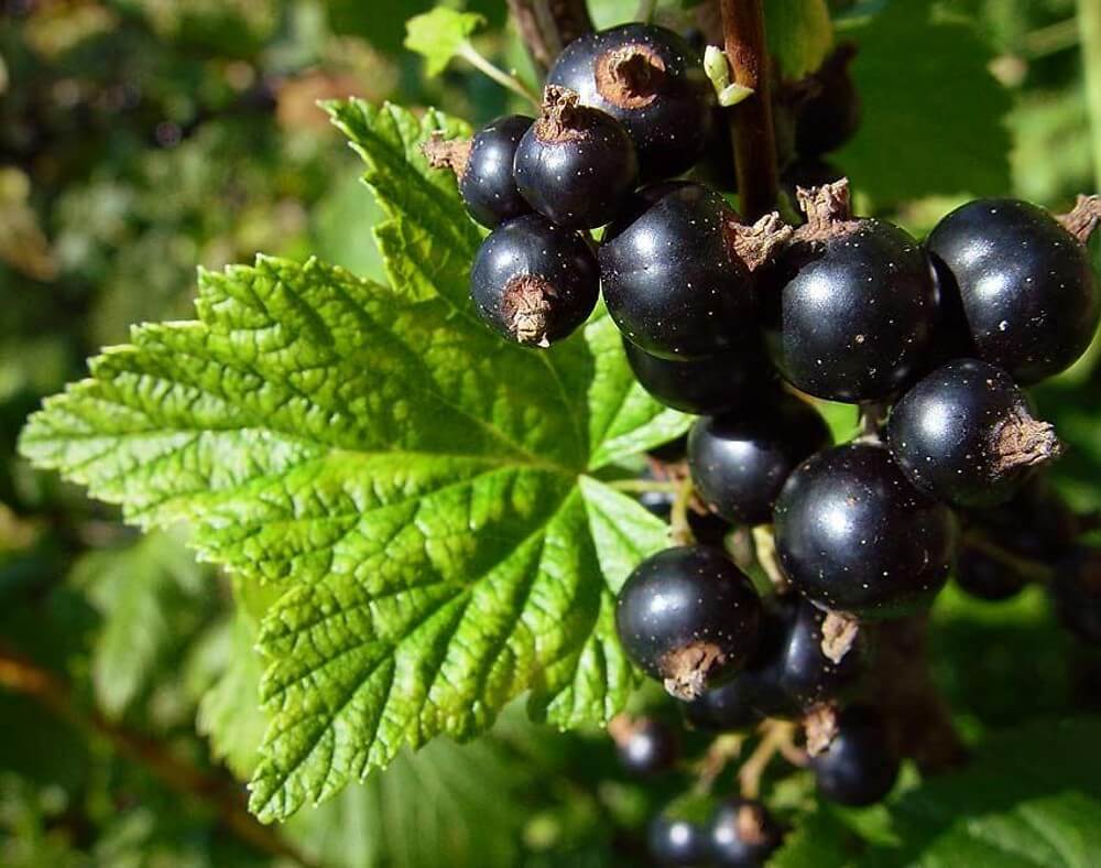 ribes nigrum de groselha